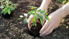 Warum man jedes Jahr den Tomatenstandort wechseln sollte – ein Grund, den viele nicht kennen