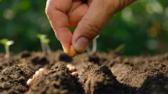 Was man im Februar säen sollte: Experten nennen 6 Arten von Blumen- und Kräutersamen