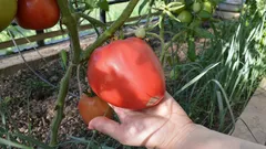 Wie Sie ohne Aufwand die Grösse von Tomaten verdoppeln: Ein Spurenelement wirkt Wunder bei Setzlingen