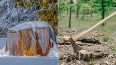 Warum man Baumstümpfe nicht im Boden lassen sollte: 4 einfache Methoden, um sie loszuwerden