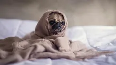 Haustiere können unter «Winterblues» leiden: So beschäftigst du sie – und dich