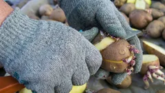 Kann man geschnittene Kartoffeln pflanzen: unerwartete Einsparungen im Garten