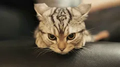 Schwer zu korrigieren: Der folgenschwere Erziehungsfehler, der ein Kätzchen zum Wildfang macht