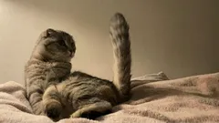 Zoologen: 6 unglaublich süße Dinge, die Katzen ihrem Halter mit dem Schwanz zeigen