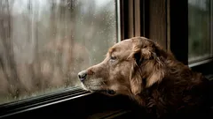 Wie Ihr Hund weiß, dass Sie bald zurückkommen: 4 Signale, die er früher bemerkt als Sie