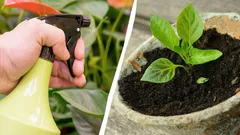 Warum erfahrene Gärtner Setzlinge mit Milch besprühen: Hier ist der Nutzen