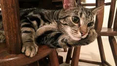 Woran Katzen wirklich denken: Ein Zoologe hat den Tagesplan jedes Schnurrhaarträgers enthüllt